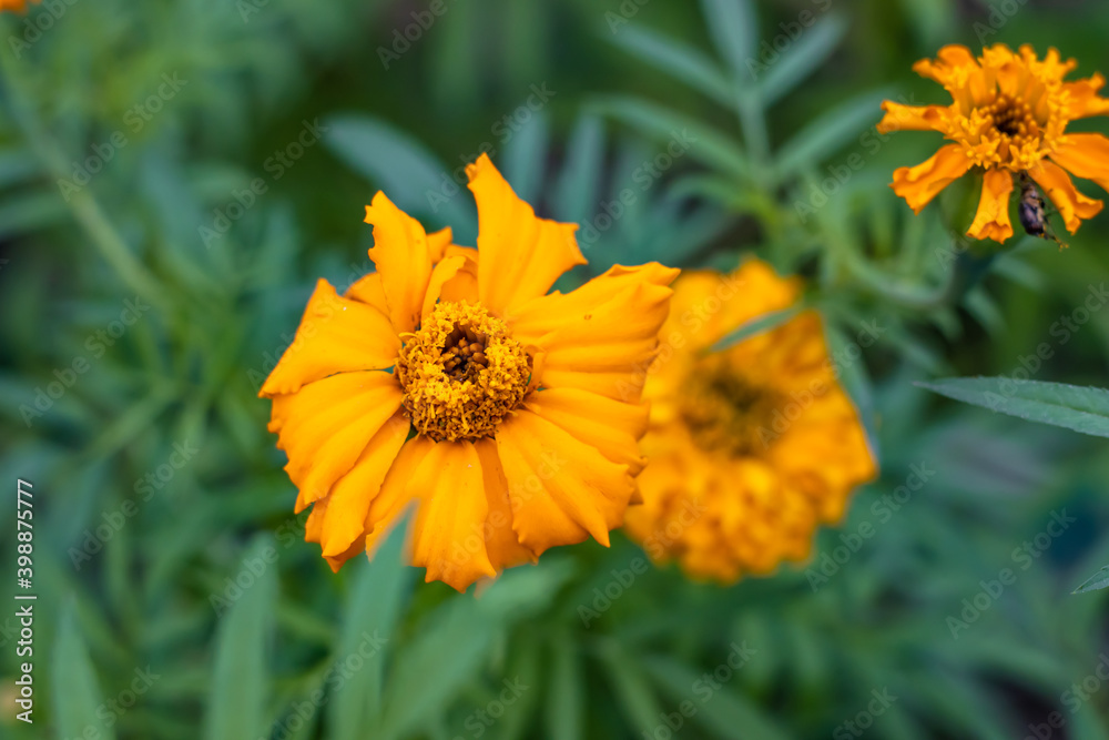 Blooming beautiful yellow marigold flowers inside the home garden Blooming beautiful yellow marigold flowers inside the home garden