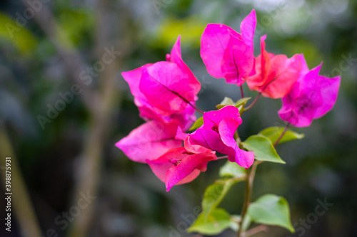 Branch of decorative pink color Bougainvillea with green leaves