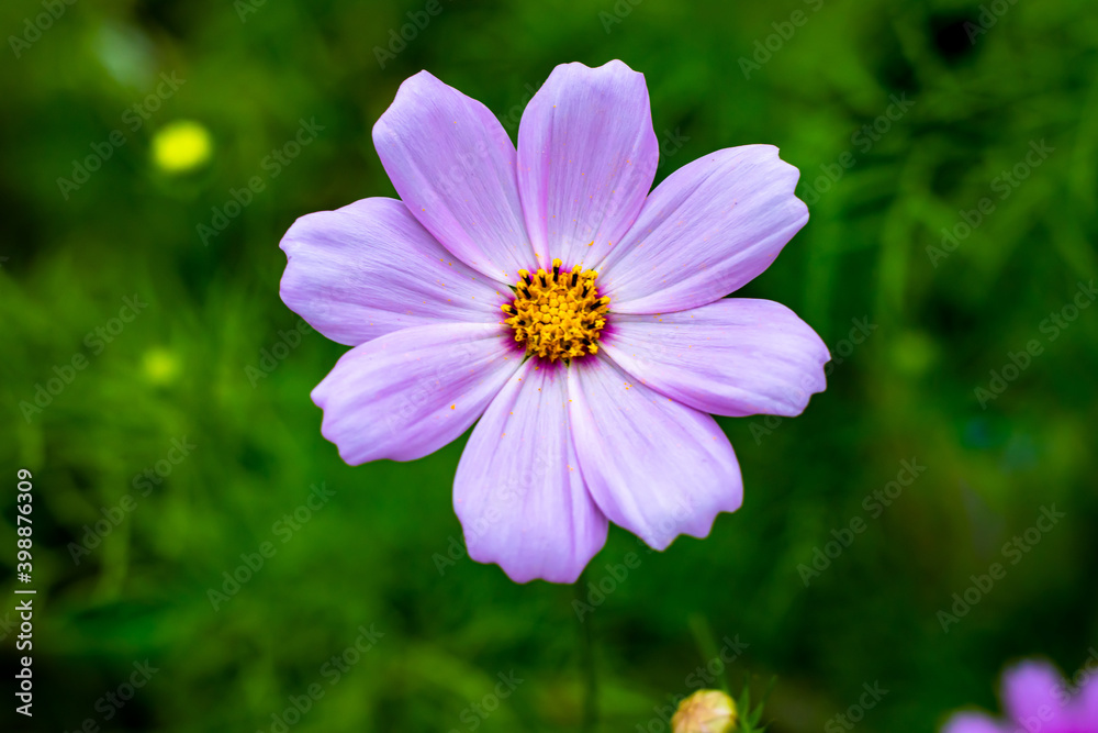 Garden Cosmos flower with blurred green background Garden Cosmos flower with blurred green background