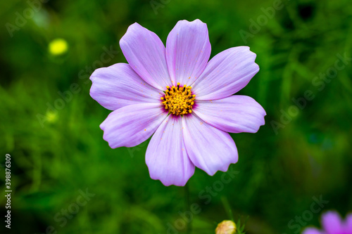 Garden Cosmos flower with blurred green background