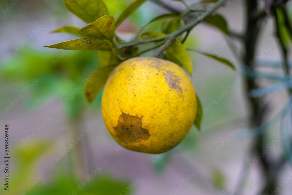 Yellow lean spotted ripe orange in the home garden with leaves