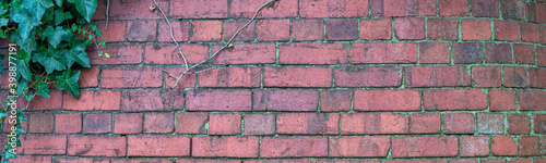 Old brick wall with ivy - banner background image