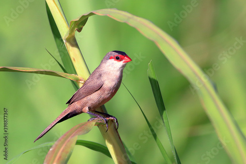 Common Waxbill (Estrilda astrild), invasive bird, introduced in Brazil