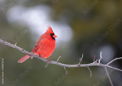 Male Northern Cardinal - Cardinalis cardinalis perched on a branch on a cold autumn day in Canada