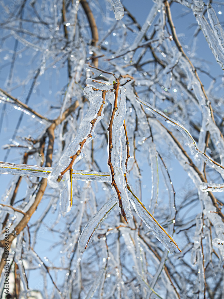 Tree after iced rain Tree after iced rain