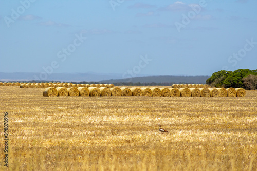 Harvest on land, finish harvesting rolled up hay.