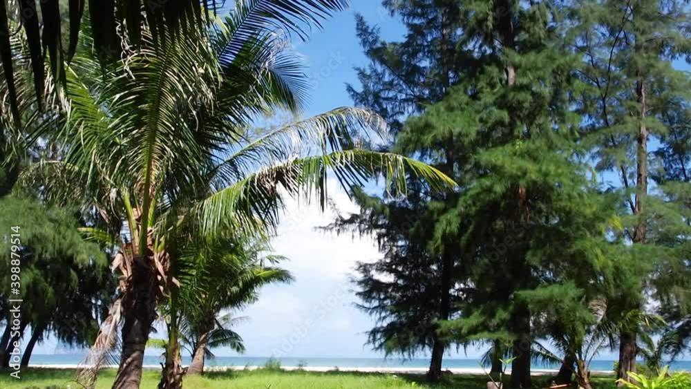 palm trees in the wind, timelapse of coconut fram in morning light shine through leaves reflect on the truck of the tree and ground in lush seaside in island. 4k nature landscape background screen. palm trees in the wind, timelapse of coconut fram in morning light shine through leaves reflect on the truck of the tree and ground in lush seaside in island. 4k nature landscape background screen.