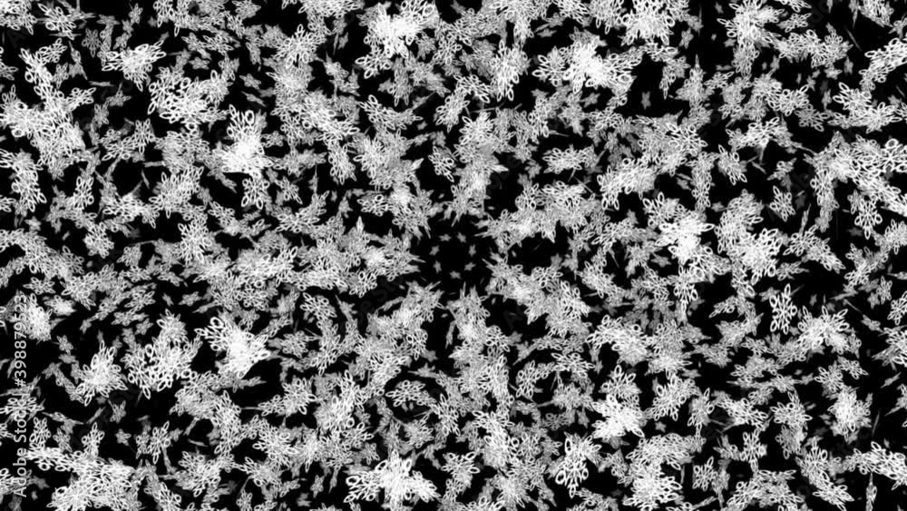 winter Snow. falling snow isolated on black background in 4K to be used for composing. motion graphics. Large and small snow snowflakes, Isolated falling snow, Ethereal, Intense, Storm. winter Snow. falling snow isolated on black background in 4K to be used for composing. motion graphics. Large and small snow snowflakes, Isolated falling snow, Ethereal, Intense, Storm.