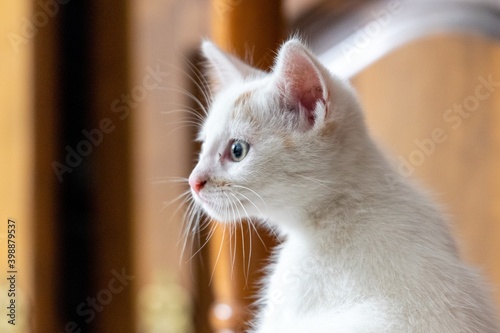 pet animal: portrait of alley kitten © NAEPHOTO