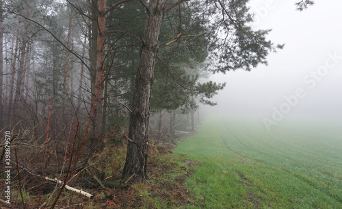 A mixed forest on a foggy day in December. At the left side tree trunks. A fir. Fallen leaves on the ground. At the right a moist meadow. Mist in the background.