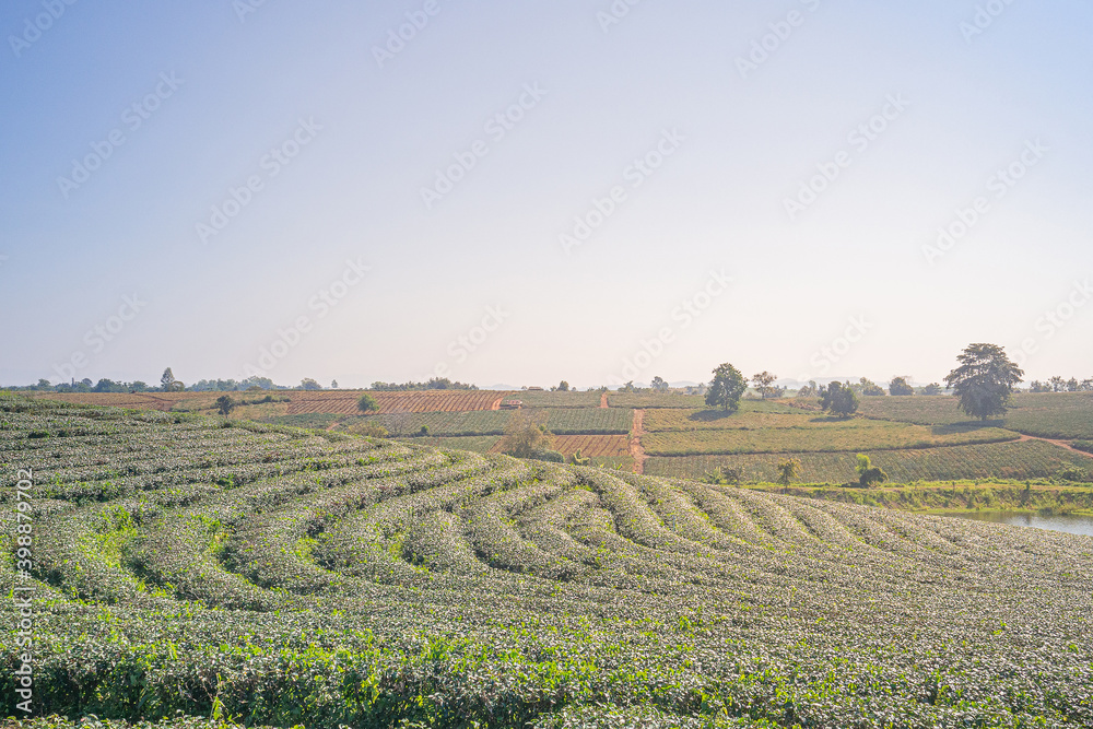Beautiful scenic view of tea plantations with the sky and mountains background in Thailand. Space for text