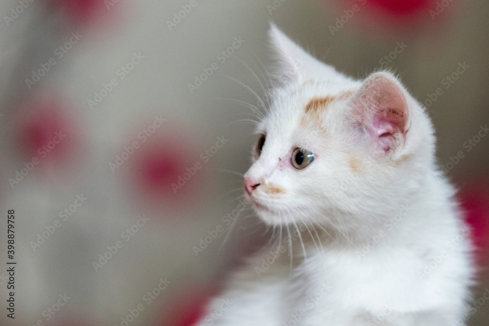 pet animal: portrait of alley kitten