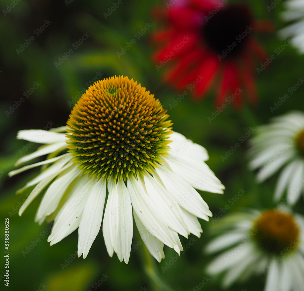 White flower with yellow center in Garden. White flower with yellow center in Garden.