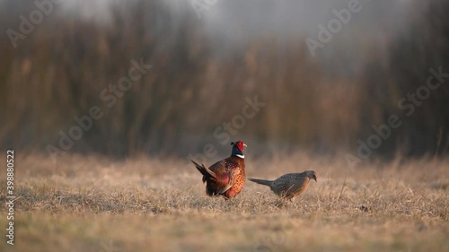 Ringneck Pheasant (Phasianus colchicus)
