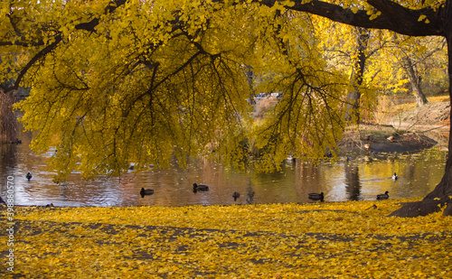 Gingko tree during autumn just before losing leaves - leaf peeping. Autumn in city of Poznań, in Poland.