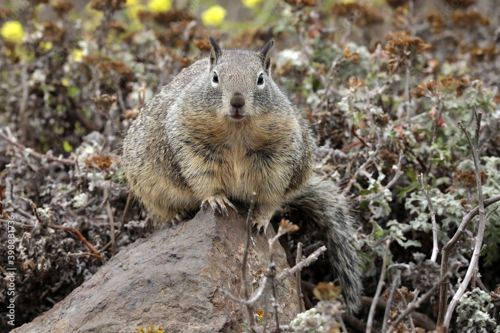 Grauhörnchen (Eichhörnchen, Hörnchen) in den USA Grauhörnchen (Eichhörnchen, Hörnchen) in den USA