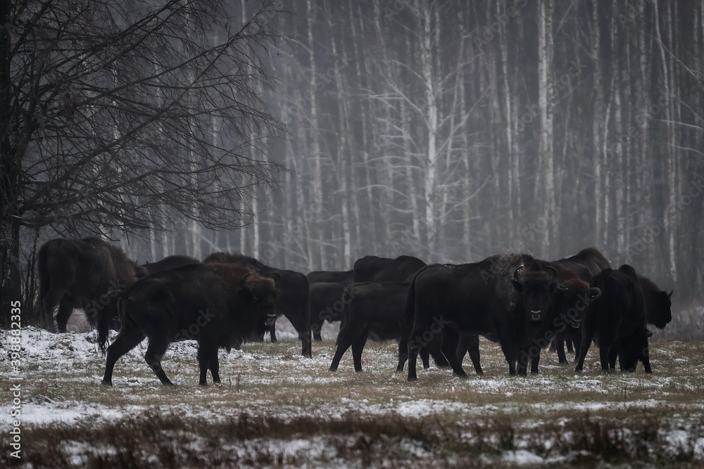 Poranek na Podlasiu i spotkanie z żubrami