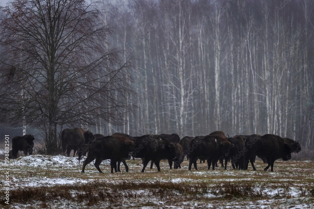 Poranek na Podlasiu i spotkanie z żubrami