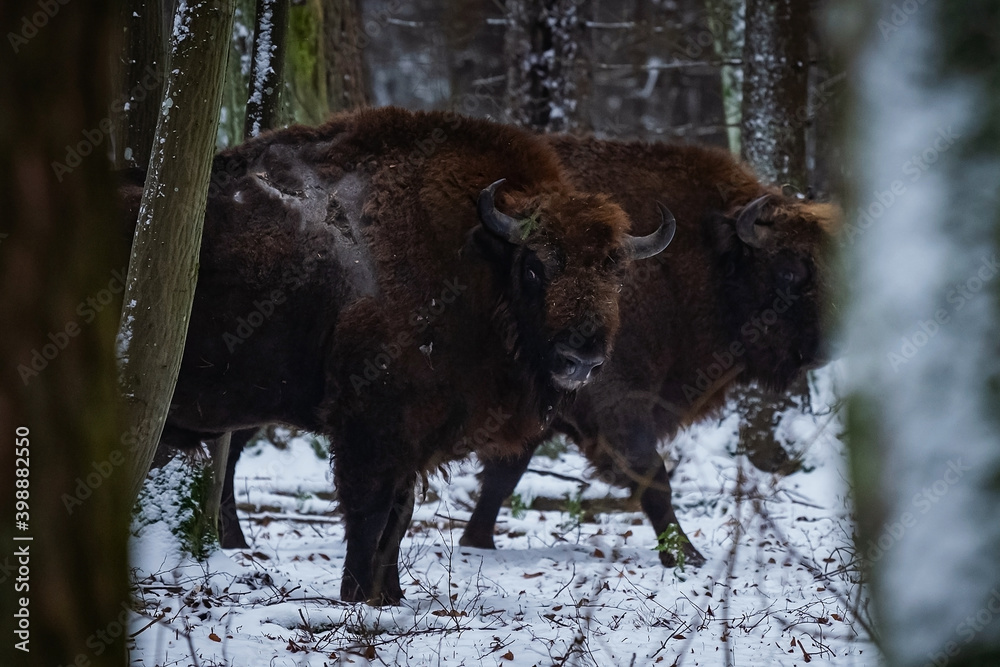 Poranek na Podlasiu i spotkanie z żubrami