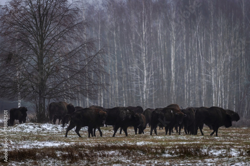 Poranek na Podlasiu i spotkanie z żubrami