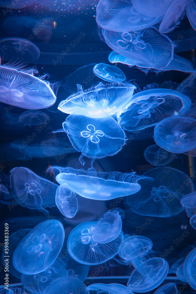 Obraz premium 癒しの水族館