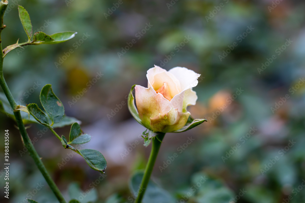 Blooming white rose inside the home garden Blooming white rose inside the home garden