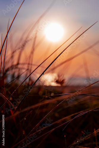 Sunrise and grass reeds on Gold Coast beach. Australia