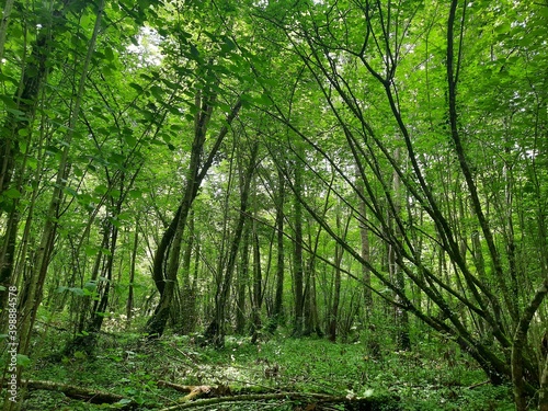 forest in the morning