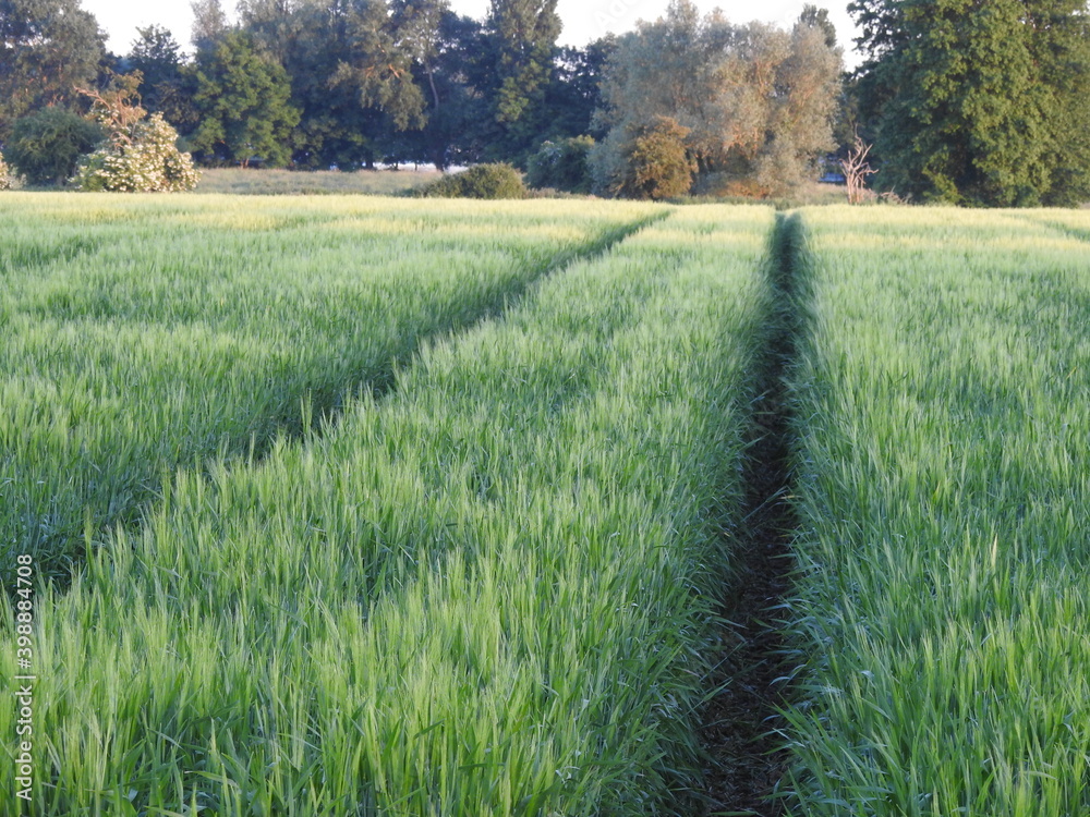 Obraz premium Green farmland