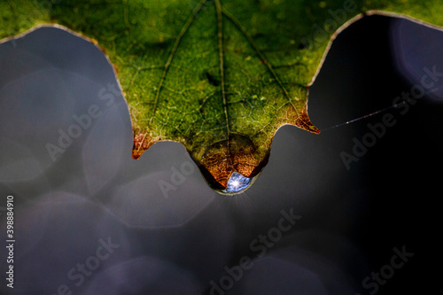 a pretty green leaf, an oak leaf, starting to get brow, with a waterdrop that almost is falling off.  photo