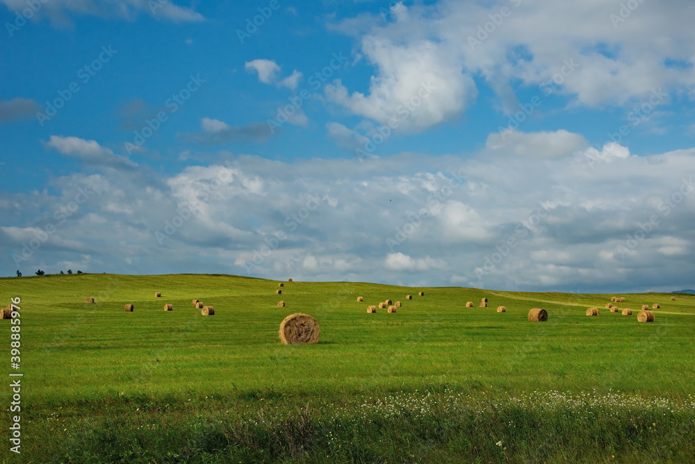 Russia. Republic Of Khakassia. Hay field with bales of freshly dried hay near the resort village of Shira.