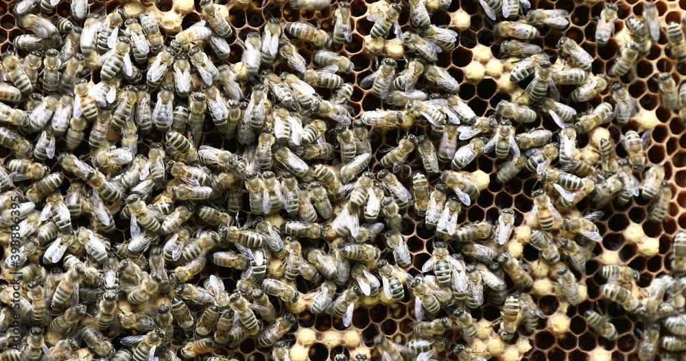 the beekeeper takes out frames with honeycombs. A beekeeper works in hives the beekeeper takes out frames with honeycombs. A beekeeper works in hives