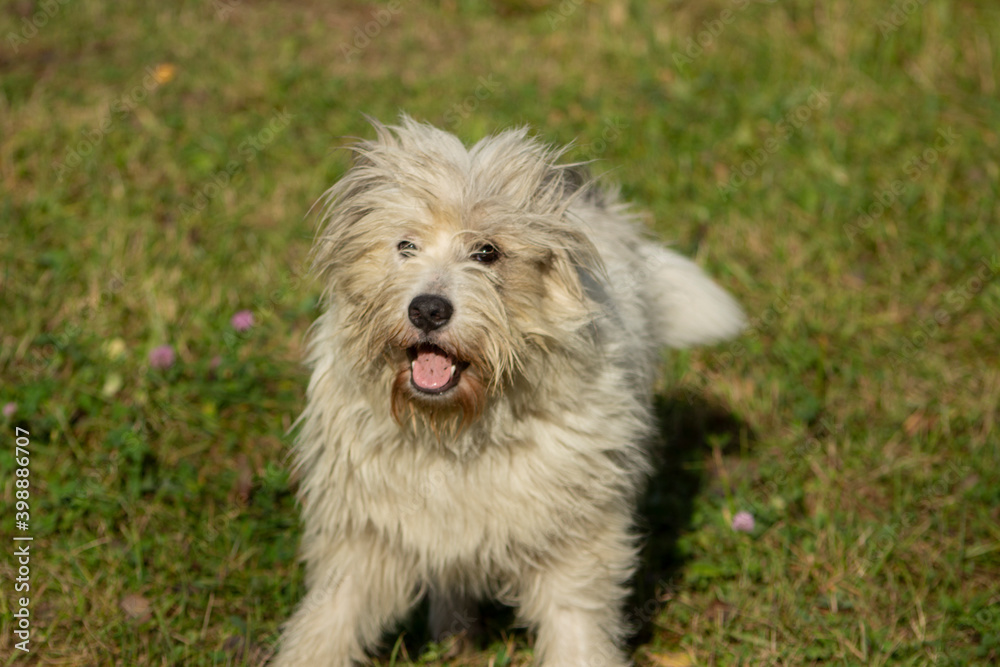 White dog walks on the street. Walking your pet. Cheerful dog. Long white coat. Amazing terrier. White dog walks on the street. Walking your pet. Cheerful dog. Long white coat. Amazing terrier.