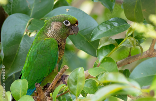 Close up de ave tropical verde
