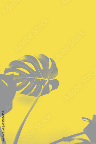 Close-up of Monstera deliciosa or Swiss cheese plant leaf in trendy 2021 new colors. Illuminating Yellow and Ultimate Gray. Color of the Year 2021