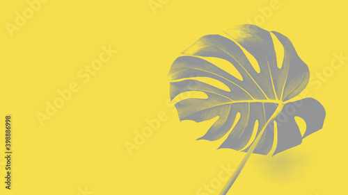 Close-up of Monstera deliciosa or Swiss cheese plant leaf in trendy 2021 new colors. Illuminating Yellow and Ultimate Gray. Color of the Year 2021