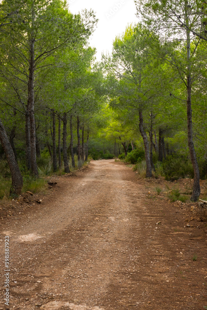 Beautiful path through the forest. Accessible by car, bike, for a hike, a trail. Peaceful environment. Vertical shot. Beautiful path through the forest. Accessible by car, bike, for a hike, a trail. Peaceful environment. Vertical shot.