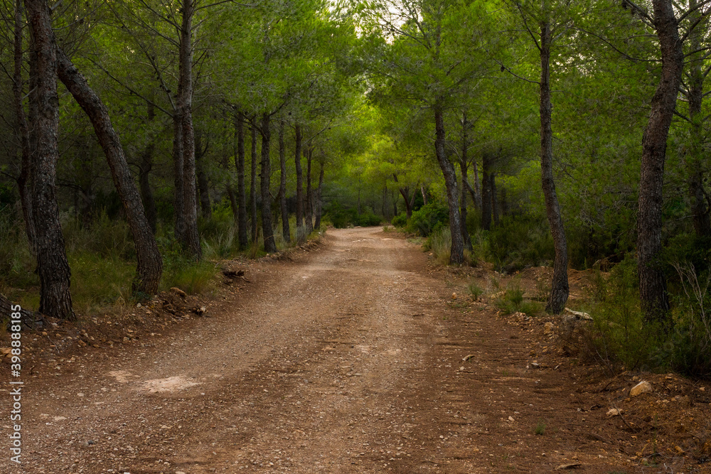 Naklejka premium Beautiful path through the forest. Accessible by car, bike, for a hike, a trail. Peaceful environment.