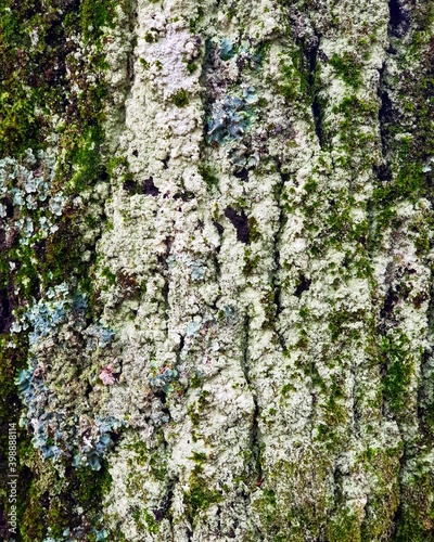tree bark texture © Александр Ордаш