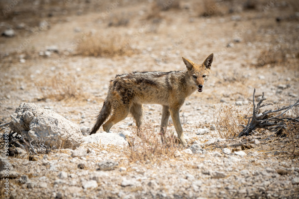 Black-backed jackal stands among rocks eyeing camera