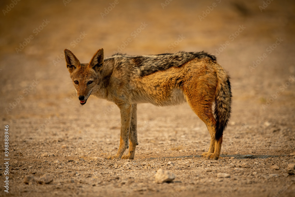 Fototapeta premium Black-backed jackal stands on gravel lowering head