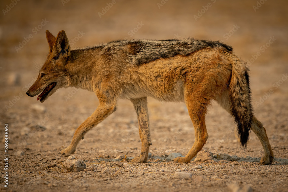 Black-backed jackal walks across gravel in profile