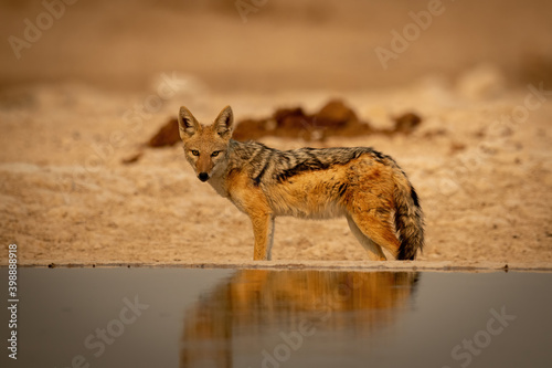 Konstfotografi Black-backed jackal stands eyeing camera by waterhole