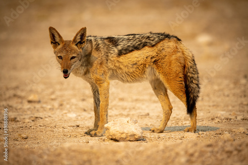 Black-backed jackal stands lowering head on gravel