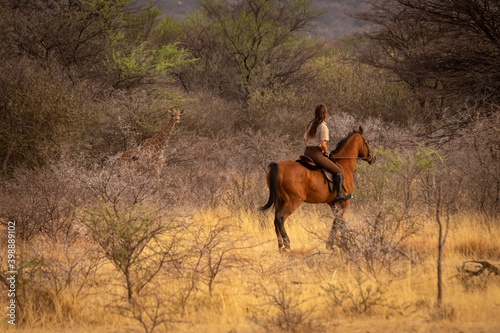 Brunette on horseback watches young southern giraffe