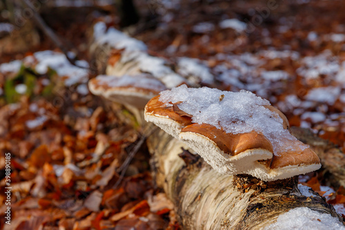 birkensporling schneebedeckt an einem liegenden baum photo