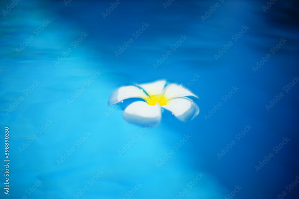 Φωτογραφία 熱帯の青色のスイミングプールに浮かぶ白色のプルメリアの花