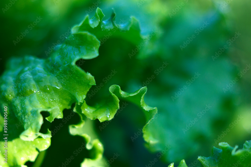 unfocused green background with curves of fresh salad in morning summer garden - close up with dew drops, green garden and freshness atmosphere, organic and healthy food idea unfocused green background with curves of fresh salad in morning summer garden - close up with dew drops, green garden and freshness atmosphere, organic and healthy food idea