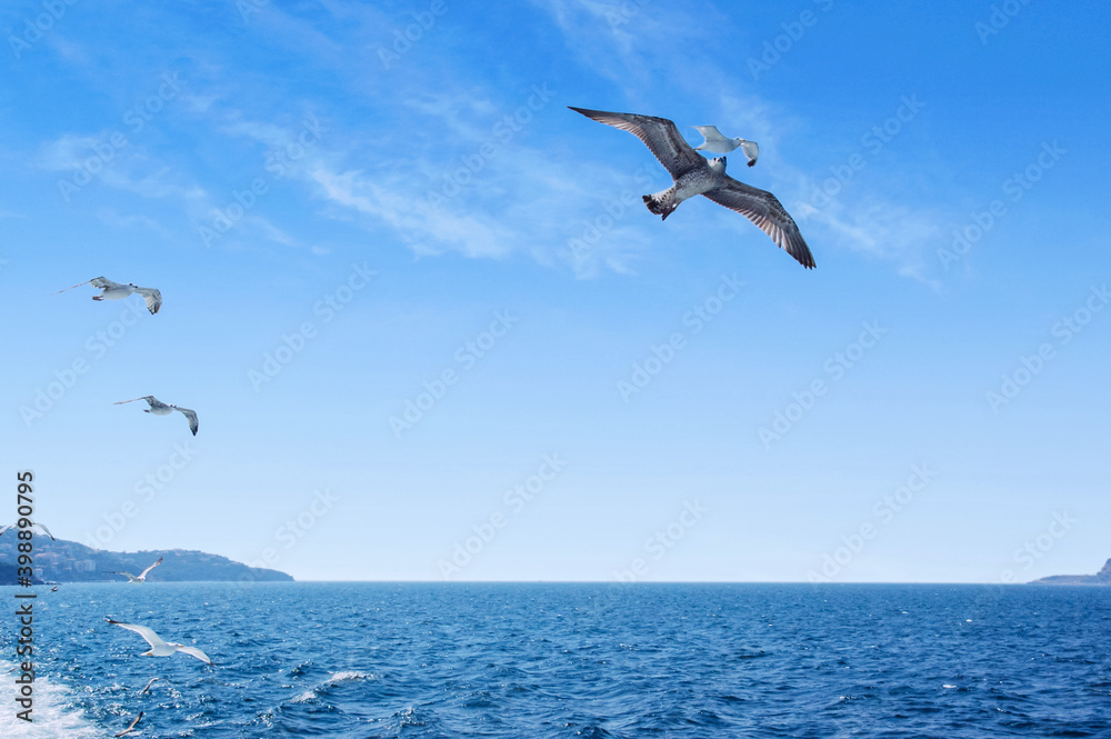 Fototapeta premium blue sea and seagulls flying in the sky
