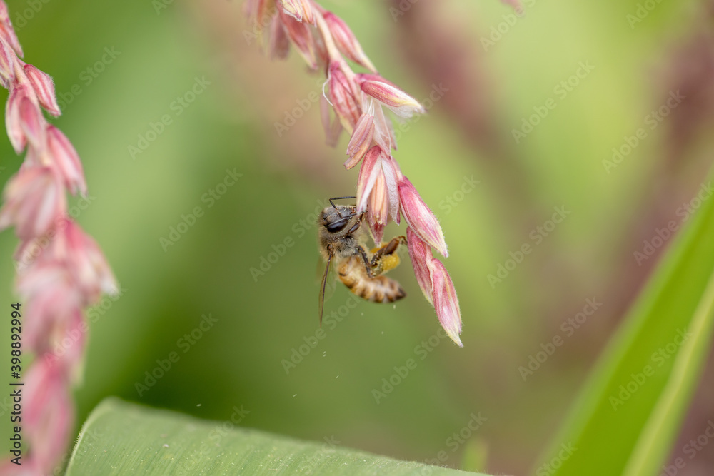 Bee flying with beautiful flowers Bee flying with beautiful flowers